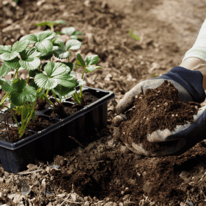 what is humic acid