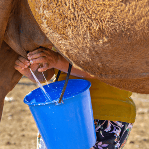 Camel Milk Benefits